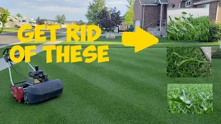 99% of WEEDS DEAD! How to kill 100+ weeds in your lawn  | Tenacity & speedzone Results