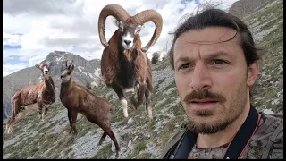 Je film des animaux incroyables en haute montagne !! Régalez vous bien !