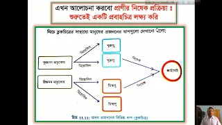 Class 10 Biology Chapter 11 Reproduction in Organism, Lecture 3