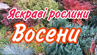 ЯСКРАВІ ВОСЕНИ. Ці Рослини привернуть вашу увагу. Сад.Осінь.