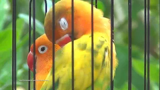 Lovebird Sounds (3 Hours) - Yellow Pastel & Green Pied