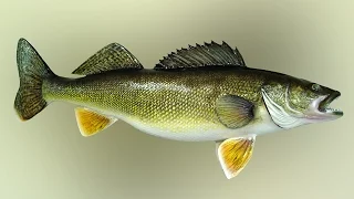 Walleye Limit To Be Raised On State-Controlled Part Of Upper Red Lake