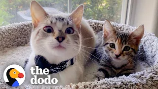 Cat Goes From Total Shock At New Kitten To Carrying Her In His Mouth | The Dodo Cat Crazy