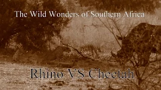 Rhino VS Cheetah