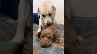 You will get STOMACH ACHE FROM LAUGHING SO HARD 🤣🐶Funny Dog Videos #Short 11