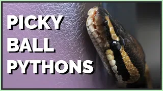 Why Your Ball Python Won't Eat - Feeding Picky Snakes