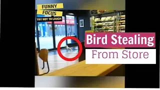 TRY NOT TO LAUGH - Funny Bird Videos || Awesome Compilation 2019