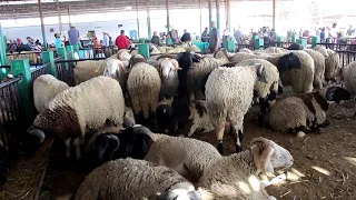 المواطن مقهور من غلاء أضاحي العيد  والفلاح والقشار يتشكى من غلاء الأعلاف 🐏​🇹🇳