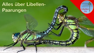 Alles über die Paarungsräder der Libellen