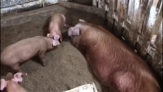 НАША ФЕРМА. Видеоурок по содержанию маленьких поросят и свиноматок.