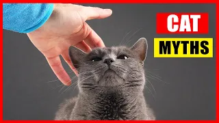 16 Cat Myths You Should Stop Believing