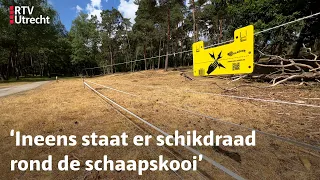 Hoe deelt verslaggever Jiri 'zijn' bos met een wolf?  | RTV Utrecht