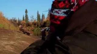 Moose Hunting in Thick Brush - Alaska