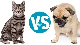 Cats Vs Dogs: Which Makes a Better Pet?
