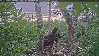 Jūras ērglis~Knips slipped out of nest ~6:37 2018/06/22