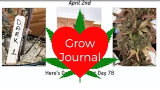 Grow Journal: Northern Lights and Dark Devil Indoor Grow