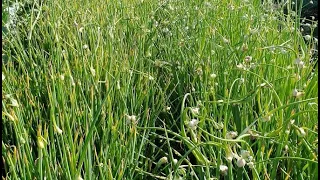 Checking on the progress of our Egyptian walking onions