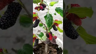 Secret way to propagate mulberry trees in bottles #mulberries #plants