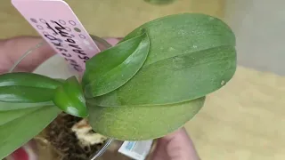 Выращиваем орхидею с нуля, наращиваем корни всего на одном листочке