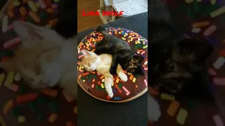 ТИХИЙ ЧАС 😍Милые котики. Смешные коты. Смешные животные. Cute kittens. Cute Teddy kittens Funny pets