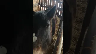 Как откормить лошадь на мясо?