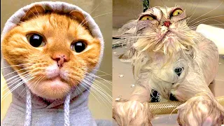 BEST DANK CAT MEMES COMPILATION OF 2021 PART 41 (Funny Cats)