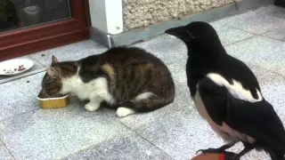 Magpie Kuba attacks cats