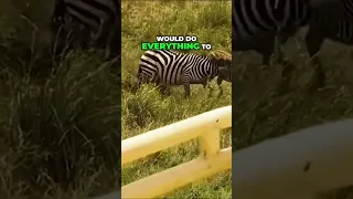 Mama Zebra Fights Lion to Save Her Baby - Heroic Animal Moments