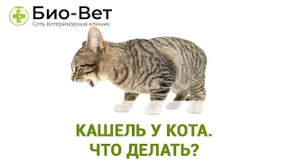 Кашель у Кота: Причины и Лечение // Кот Кашляет Что Делать // Сеть Ветклиник БИО-ВЕТ