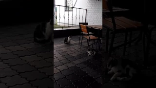 Кошка танцует брейк перед котом)))