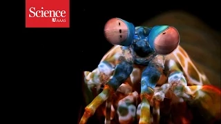 What does the mantis shrimp see?