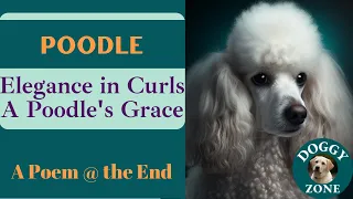 Poodle | Everything You Need to Know About This Beloved Dog Breed | Dog Lovers