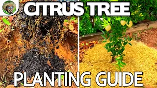 Citrus Tree Planting Guide  |  Giving your Citrus the BEST start even when growing in AVERAGE soil