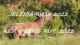 RED DEER´S  RUT 2022/ JELENIA RUJA 2022/ JELENÍ ŘIJE 2022/ RYKOWISKO 2022/ HIRSCHBRUNFT ROHREN 2022