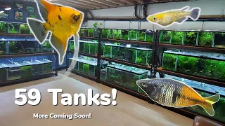Full Fish Room Tour! 59 Tanks! Rice Fish, Angelfish, Imported Guppies, Corydoras, Plecos, and More!