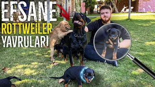 Rottweiler Yavrularımız Doğdu - Sahiplendirilecektir ÇOK TATLILAR 🥰