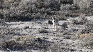 8 "Chaotic" Coyotes