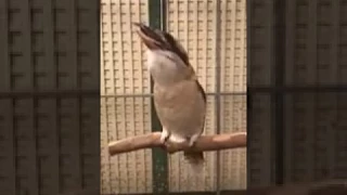 In Slow Motion, Kookaburra Sounds Like A Human Is Laughing