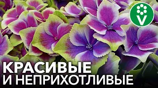 ВСЕ О ГОРТЕНЗИИ В САДУ: самые красивые и неприхотливые сорта, советы по уходу