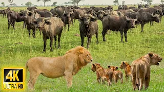 4K African Animals: Incredible Footage Of Wildlife Nxai Pan National Park With African Music in 4K