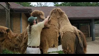 Bringing the Zoo to You: Camel Grooming