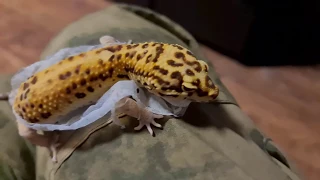 Peeling a banana. A leopard gecko's molting