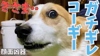 嫁をさわると怒るコーギー犬【顔面凶器犬の現在】