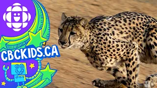 The Cheetah | Amazing Animals | CBC Kids