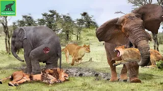 The Elephant Madly Kills The Lions To Avenge The Death Of The Baby Elephant - Animal Fights