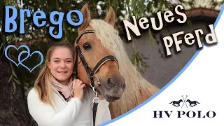 Mein neues Pferd Brego - Ein Spanier zieht ein + HV Polo