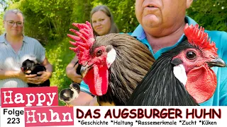 Das Augsburger Huhn - Im Gespräch mit den Züchtern, Geschichte, Merkmale und Zucht - HAPPY HUHN E223
