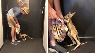 Cute Baby Kangaroo Takes First Steps