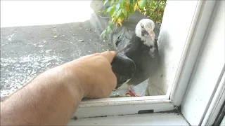 Дрессировка и кормление уличных голубей лето 2020 (Training and feeding of street pigeons 2020)