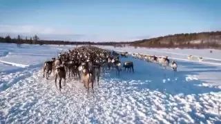 The Sámi People - Reindeer Herders